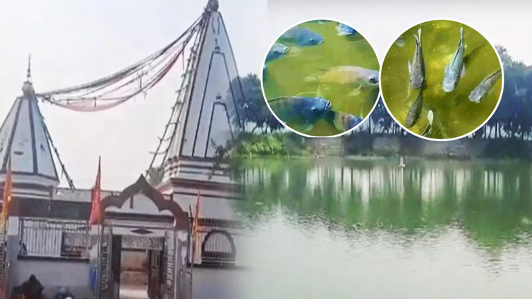 बिहार के छपरा मेघगांव में तालाब की मछलियों की करते हैं पूजा, छूना भी समझते हैं पाप!